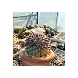 Ayc Botanik 10 Adet Ariocarpus Furfuraceus Kaktüs Tohumu