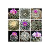 Ayc Botanik 10 Adet Ariocarpus Mix Kaktüs Tohumu