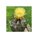 Ayc Botanik 10 Adet Astrophytum Crassispinoides Kaktüs Tohumu