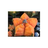 Ayc Botanik 10 Adet Astrophytum Myriostigma Mutant Kaktüs Tohumu