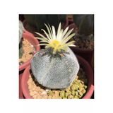 Ayc Botanik 10 Adet Astrophytum Myriostigma V. Kaktüs Tohumu