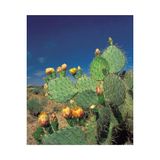 Ayc Botanik 10 Adet Cold Hardy Opuntia Engelmannii Kaktüs Tohumu
