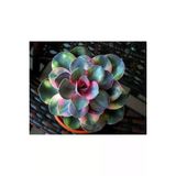 Ayc Botanik 10 Adet Colorful Echeveria Mixed Succulent Tohumu