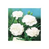 Ayc Botanik 10 Adet Dianthus Garden Grenadines Tohumu