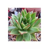 Ayc Botanik 10 Adet Echeveria Agavoides Succulent Tohumu