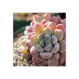 Ayc Botanik 10 Adet Echeveria Amoena Perote Succulent Tohumu
