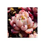 Ayc Botanik 10 Adet Echeveria Blood Romeo Succulent Tohumu