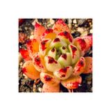 Ayc Botanik 10 Adet Echeveria ‘Halloween’ Succulent Tohumu