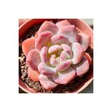 Ayc Botanik 10 Adet Echeveria ‘Hosikage’ Succulent Tohumu