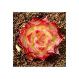 Ayc Botanik 10 Adet Echeveria Hyaliana Succulent Tohumu