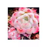 Ayc Botanik 10 Adet Echeveria Hyaliana X Alba Succulent Tohumu