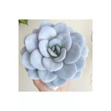 Ayc Botanik 10 Adet Echeveria Laui Snow Lotus Succulent Tohumu
