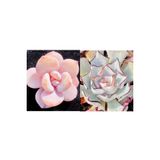 Ayc Botanik 10 Adet Echeveria Laui Succulent Tohumu