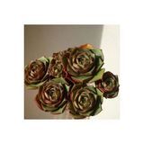 Ayc Botanik 10 Adet Echeveria Longissima Succulent Tohumu