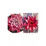 Ayc Botanik 10 Adet Echeveria Madiba Pink Lips Succulent Tohumu