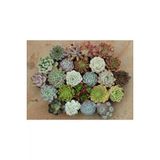 Ayc Botanik 10 Adet Echeveria Mixed Succulent Tohumu