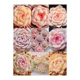 Ayc Botanik 10 Adet Echeveria Monroe Succulent Tohumu