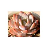 Ayc Botanik 10 Adet Echeveria Orange Monroe Succulent Tohumu