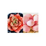 Ayc Botanik 10 Adet Echeveria Purpusorum Succulent Tohumu