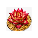 Ayc Botanik 10 Adet Echeveria ‘Red Knight‘ Succulent Tohumu