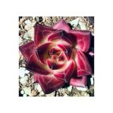Ayc Botanik 10 Adet Echeveria Rubin Succulent Tohumu