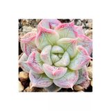 Ayc Botanik 10 Adet Echeveria ‘Shadow’ Succulent Tohumu