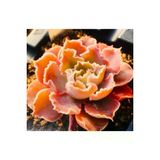 Ayc Botanik 10 Adet Echeveria Shaviana Rare Succulent Tohumu