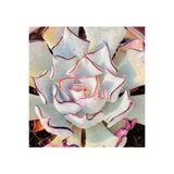 Ayc Botanik 10 Adet Echeveria Strictiflora Succulent Tohumu