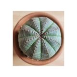 Ayc Botanik 10 Adet Euphorbia Obesa Succulent Tohumu