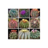 Ayc Botanik 10 Adet Ferocactus Mix Kaktüs Tohumu