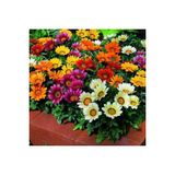 Ayc Botanik 10 Adet Gazania Mix Flower Tohumu