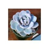 Ayc Botanik 10 Adet Gray Echeveria Succulent Tohumu