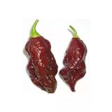 Ayc Botanik 10 Adet Kahverengi Bhut Jolokia Biber Tohumu