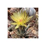 Ayc Botanik 10 Adet Leuchtenbergia Principis Kaktüs Tohumu