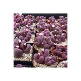 Ayc Botanik 10 Adet Lithops Optica Rubra Succulent Tohumu