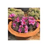 Ayc Botanik 10 Adet Mammillaria Mazatlanensis Kaktüs Tohumu