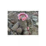 Ayc Botanik 10 Adet Mammillaria Species Mix Kaktüs Tohumu