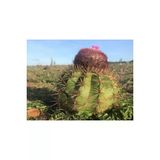 Ayc Botanik 10 Adet Melocactus Kaktüs Tohumu