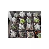 Ayc Botanik 10 Adet Mix Astrophytum Kaktüs Tohumu