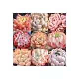 Ayc Botanik 10 Adet Mıx Echeveria Cuspidata Succulent Tohumu