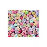 Ayc Botanik 10 Adet Mıx Echeveria Succulent Tohumu