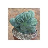 Ayc Botanik 10 Adet Myrtillocactus Geometrizans Kaktüs Tohumu