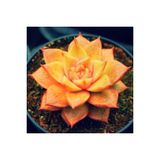 Ayc Botanik 10 Adet Orange Echeveria Succulent Tohumu
