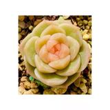 Ayc Botanik 10 Adet Pink Echeveria Hyaliana Succulent Tohumu