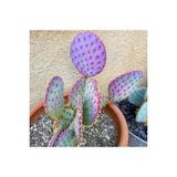 Ayc Botanik 10 Adet Purple Opuntia Violacea V. Santa Rita Kaktüs Tohumu