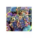 Ayc Botanik 10 Adet Rainbow Echeveria Succulent Tohumu