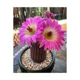 Ayc Botanik 10 Adet Rainbow Hedgehog Kaktüs Tohumu