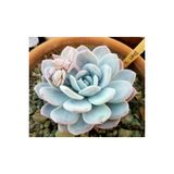Ayc Botanik 10 Adet Rare Echeveria Laui Blue Succulent Tohumu