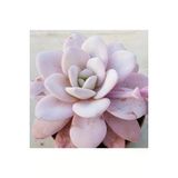 Ayc Botanik 10 Adet Rare Echeveria Laui Pink Succulent Tohumu