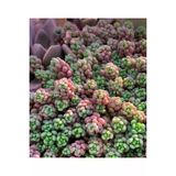 Ayc Botanik 10 Adet Sedum Dasyphyllum Succulent Tohumu